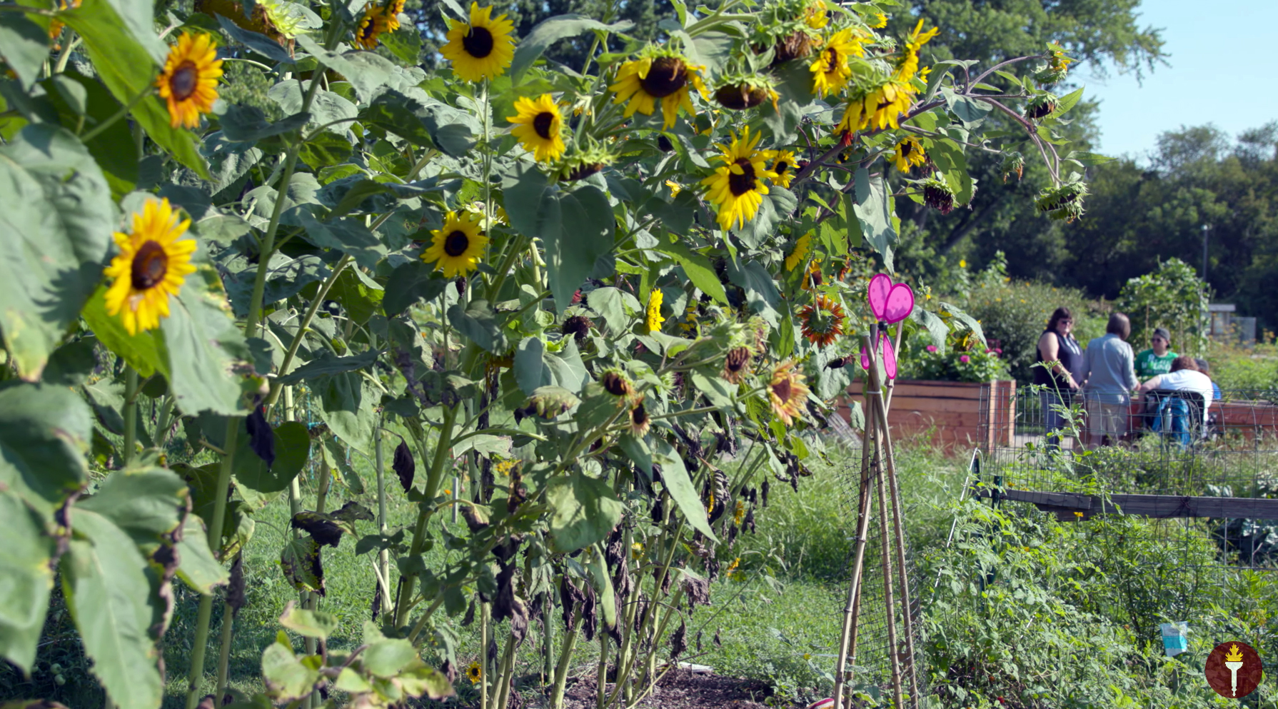Williamstown Community Garden
